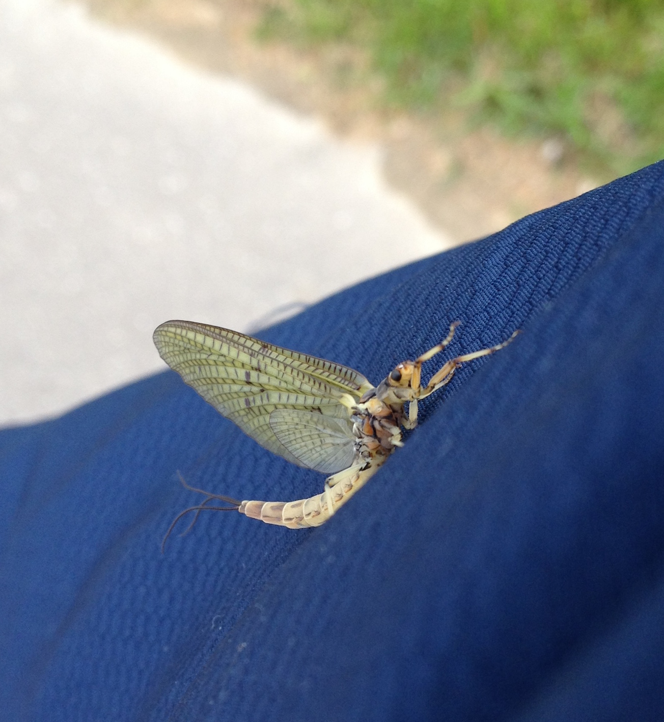 Mayfly